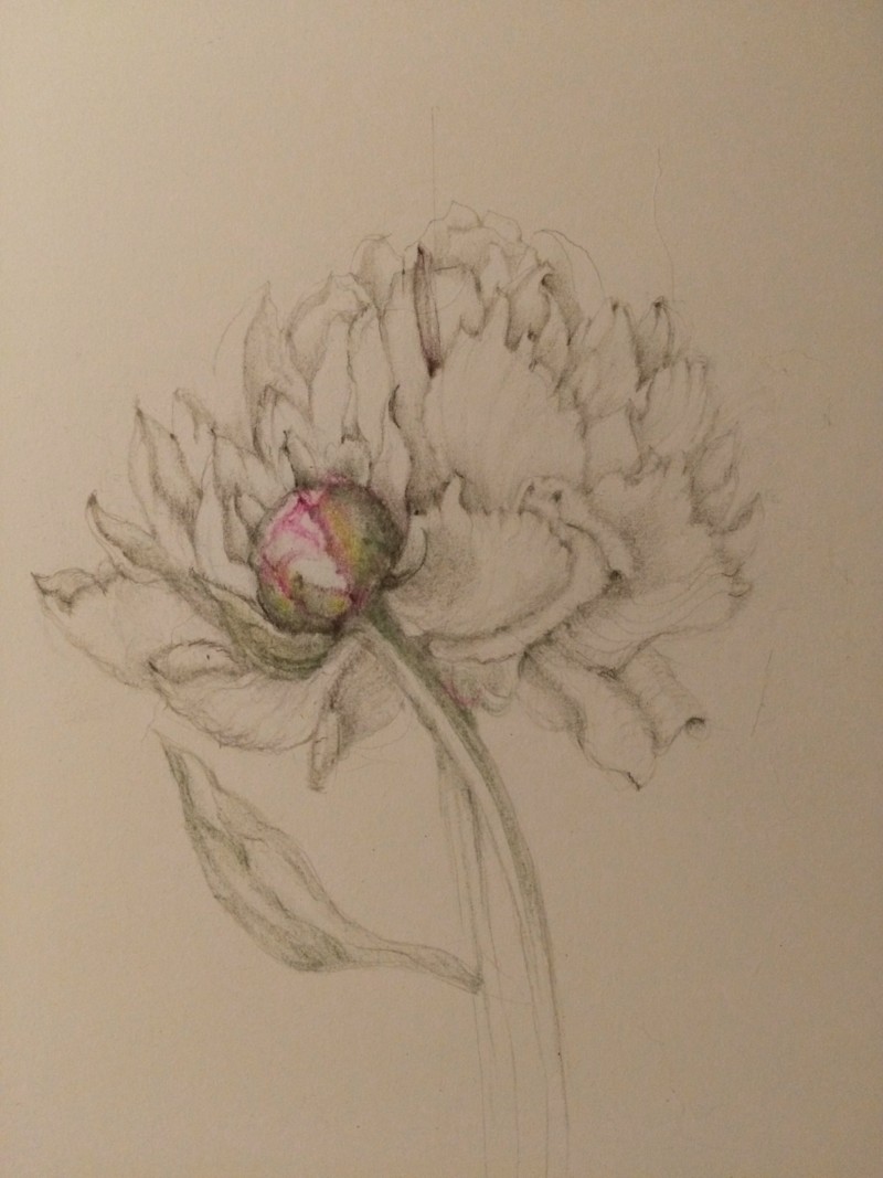 peony-in-progress