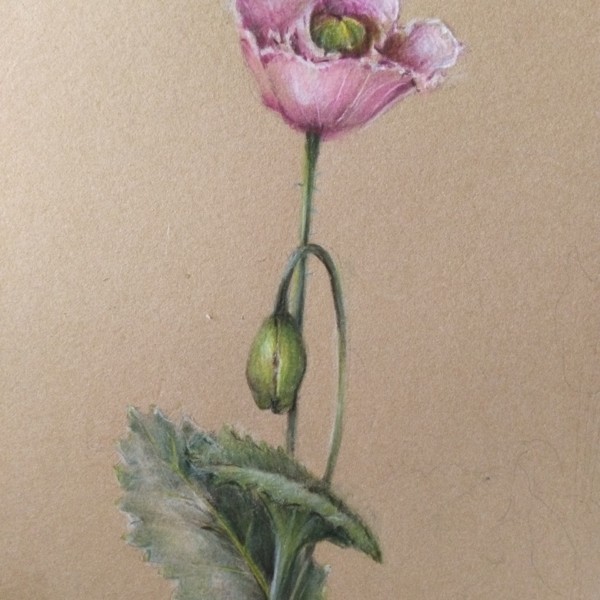 Papaver Somniferum