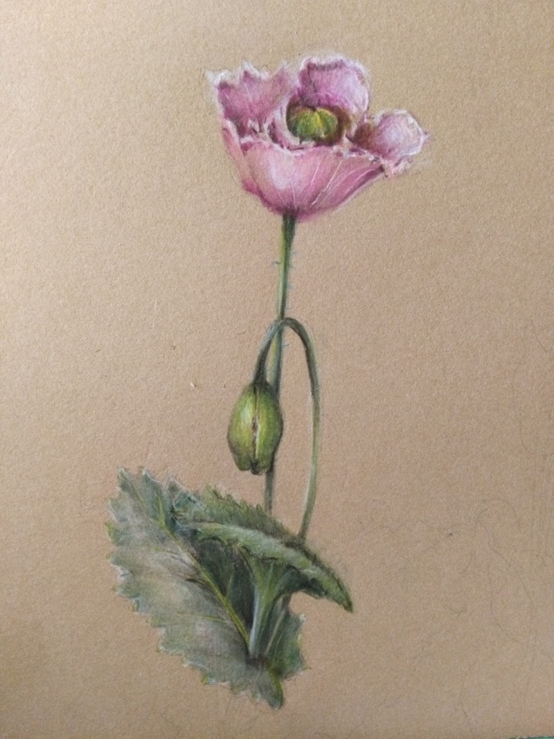 papaver-somniferum