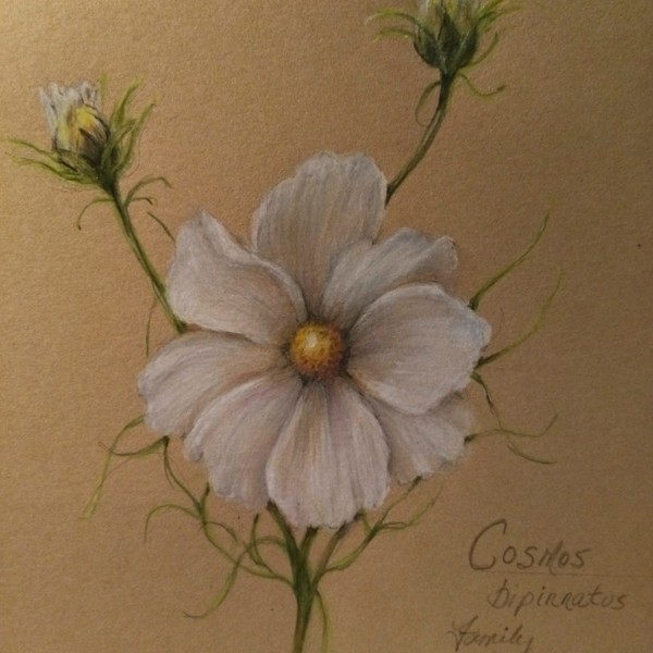 Our Garden Cosmos