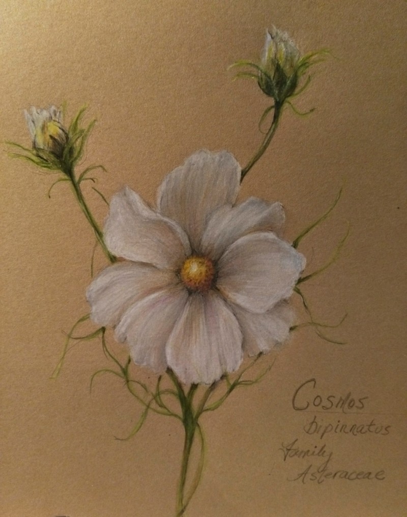 our-garden-cosmos
