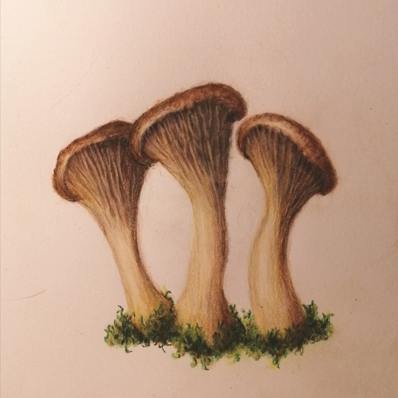 lydias-mushrooms