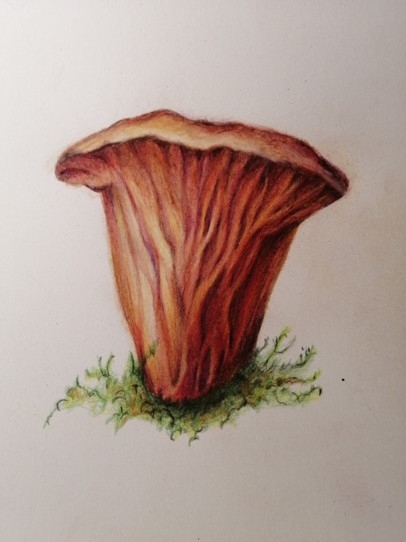 lobster-mushroom