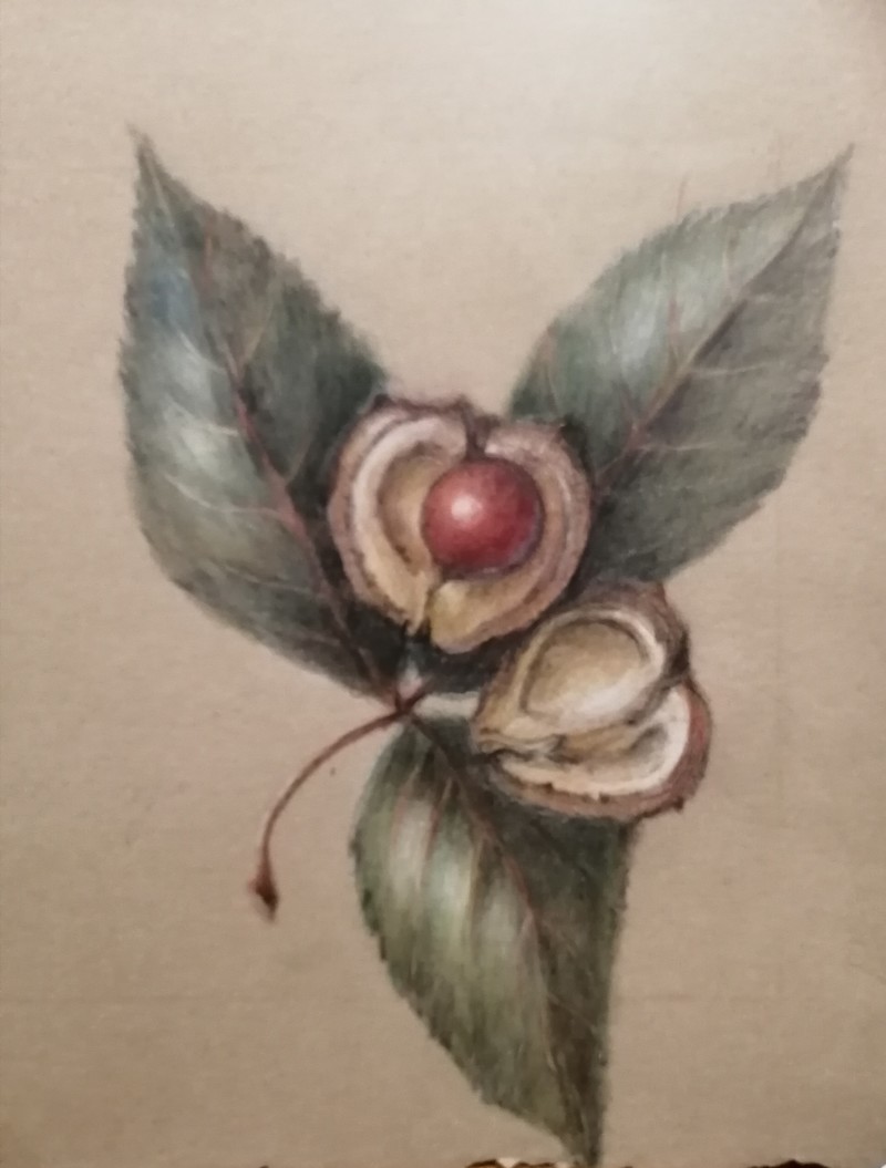 horse-chestnut-deeper-shadows