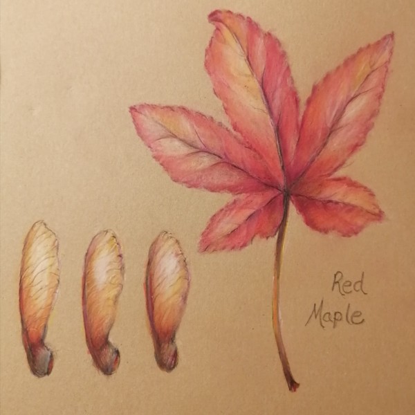 Red maple