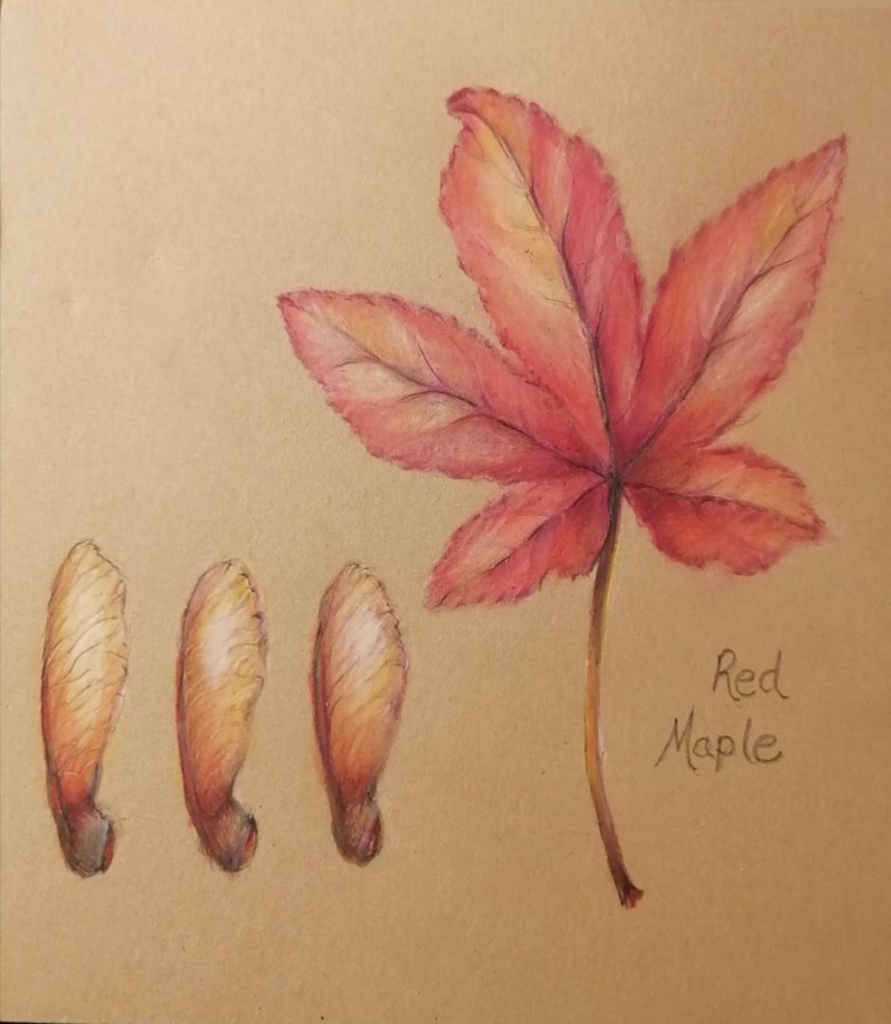 red-maple-2