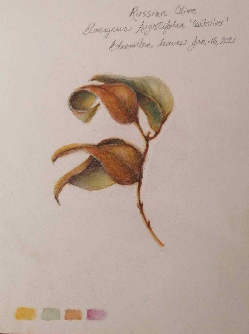 winter-russian-olive
