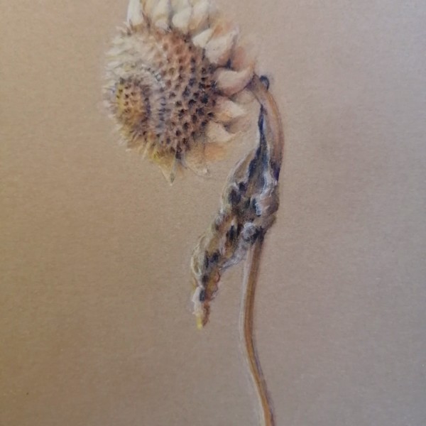 Winter sunflower