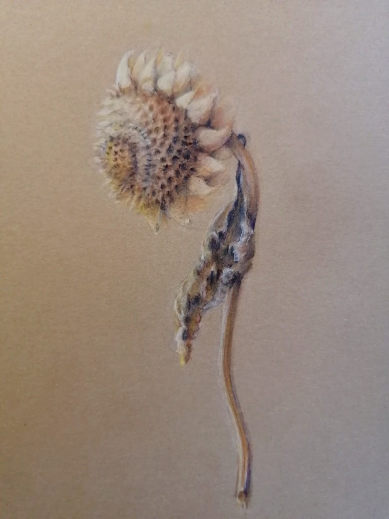 winter-sunflower