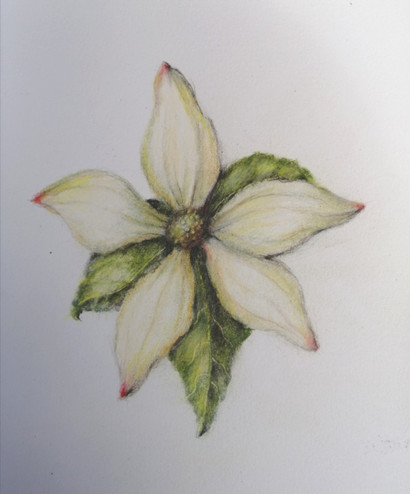 dogwood-blossom