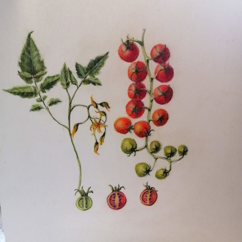 cherry-tomatoes-6