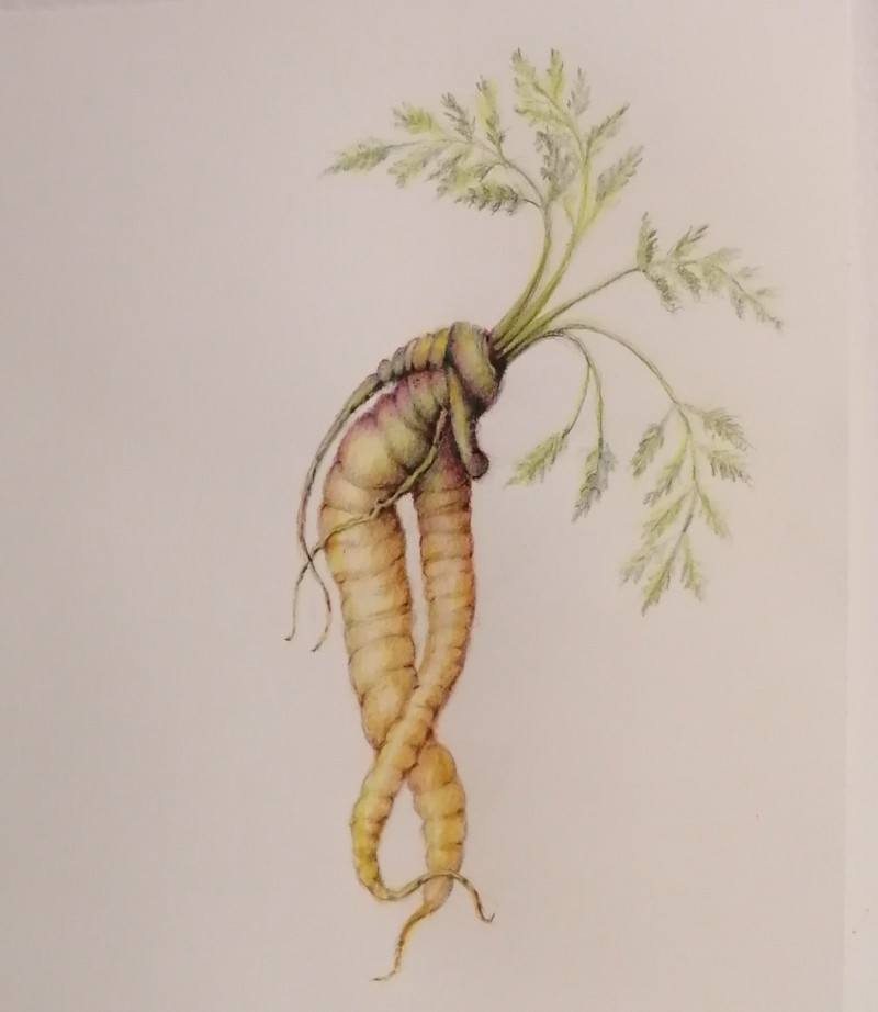 curvy-heritage-carrot