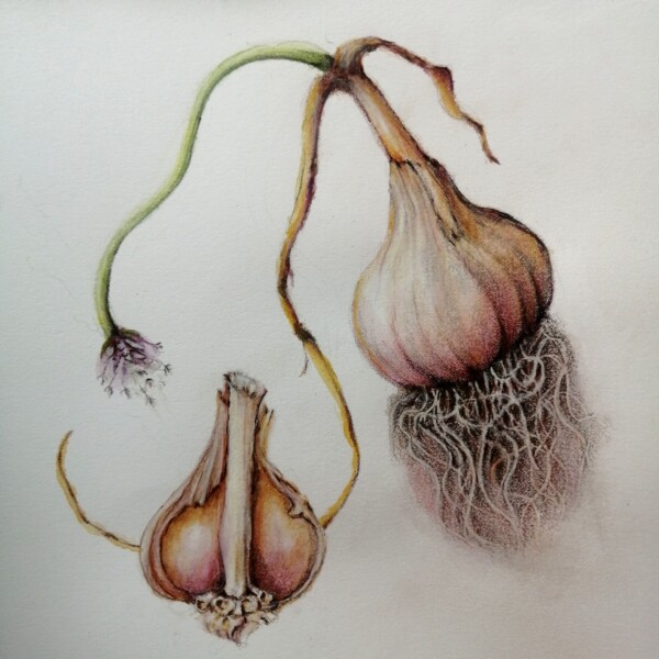 Vancouver Island garlic