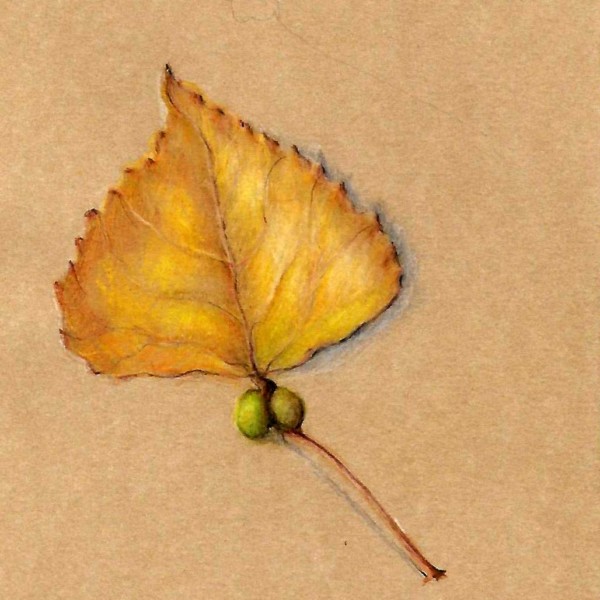 Poplar leaf