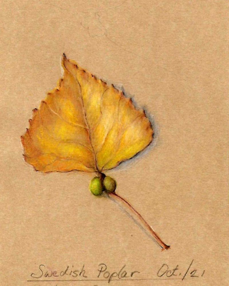 poplar-leaf