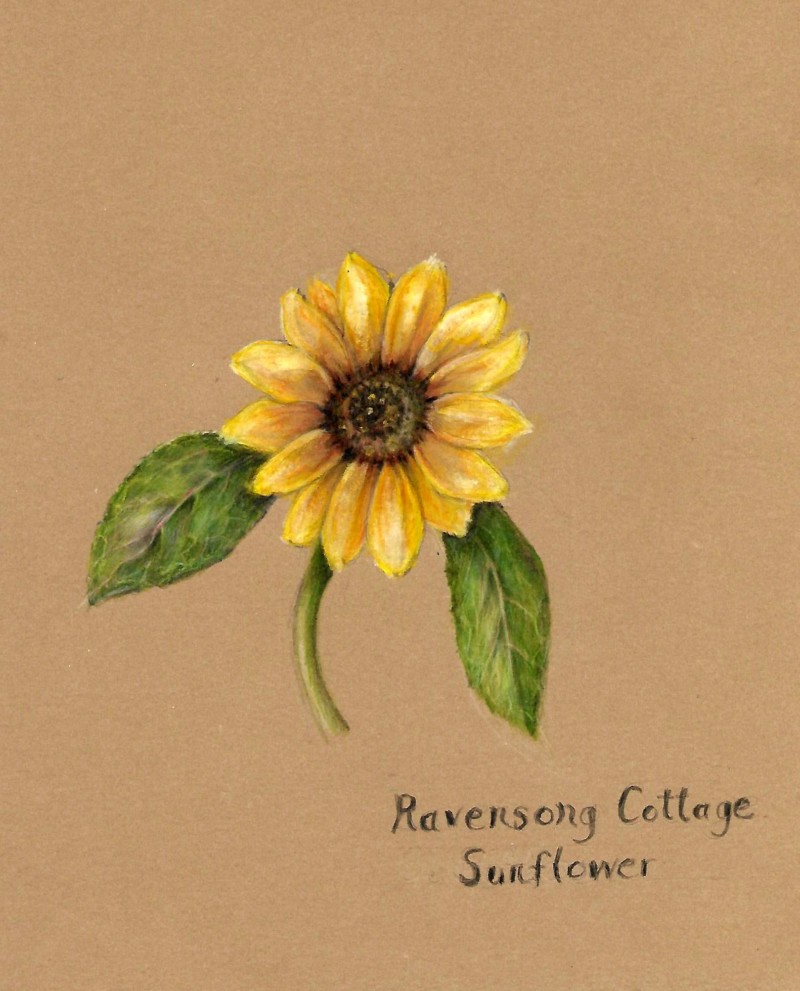 sunflower2