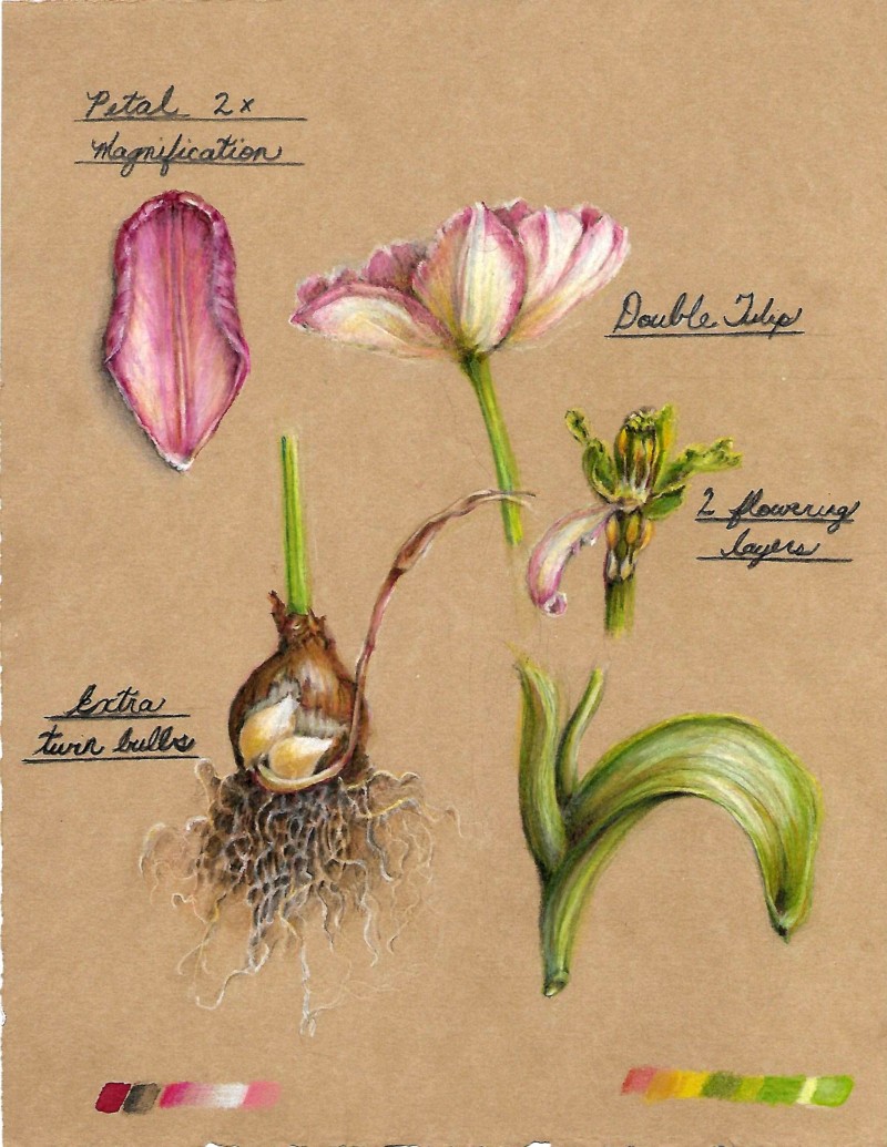 tulip3