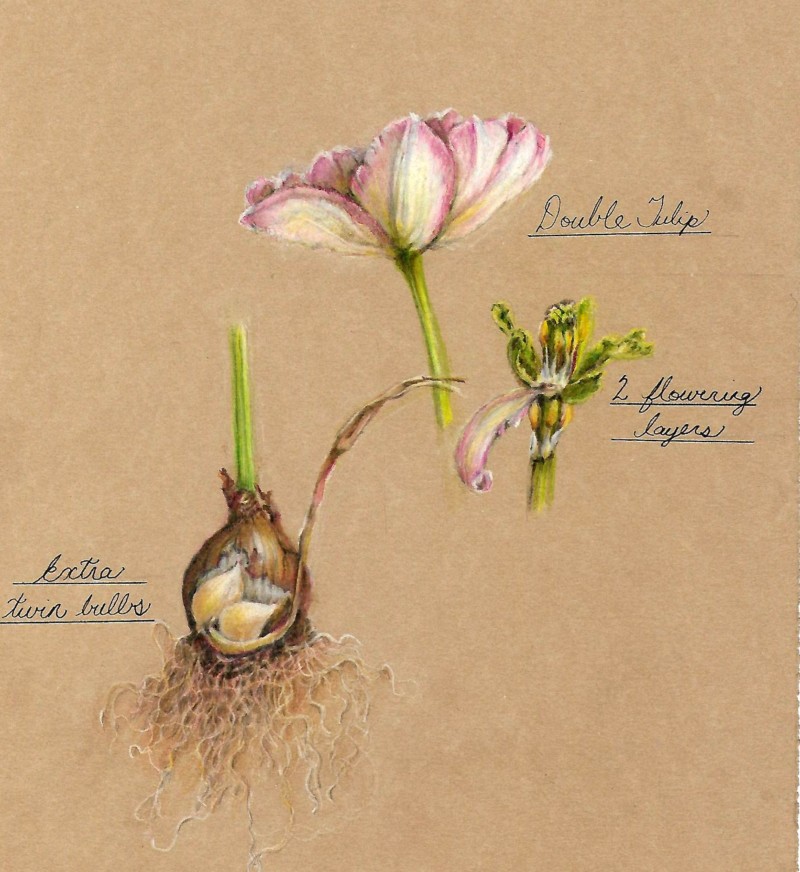twintulip
