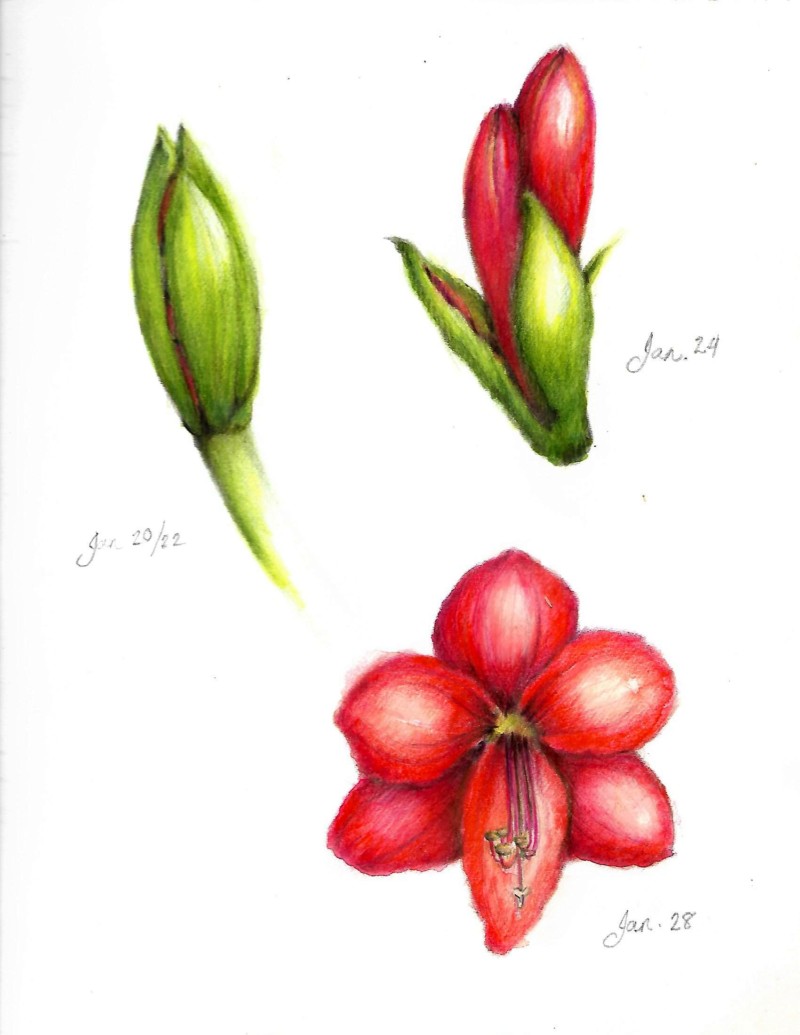 amaryllis1