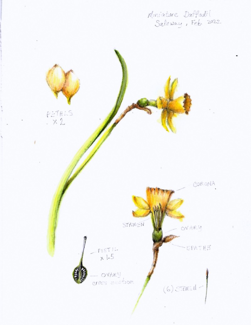 daffodil1-2