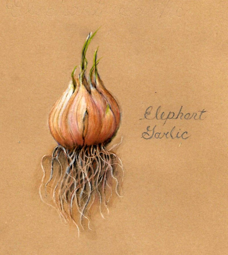 garlic-3