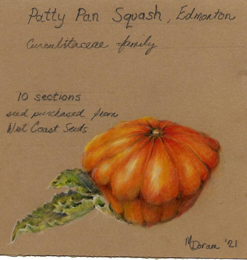 pansquash3