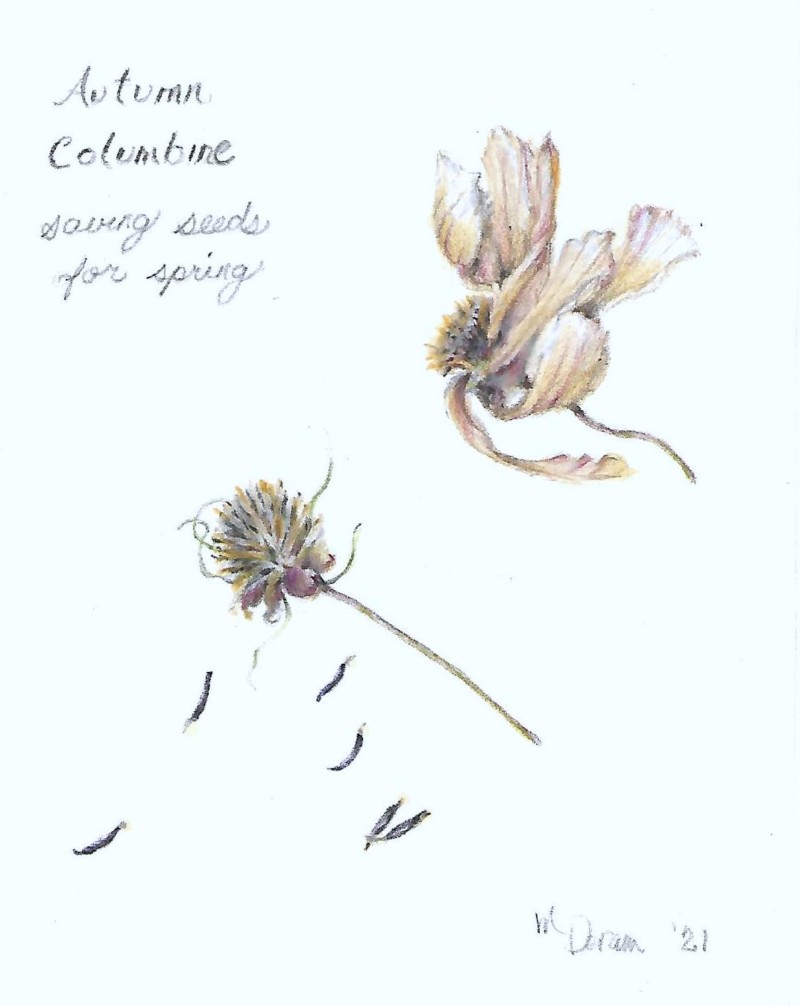 saving-seeds