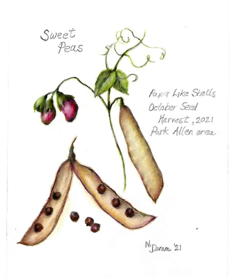 sweetpea-seeds2