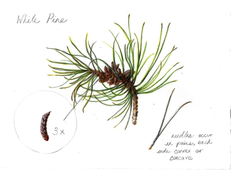 white-pine