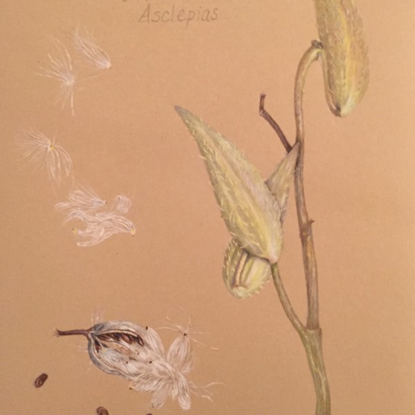 Milkweed, with lettering 
