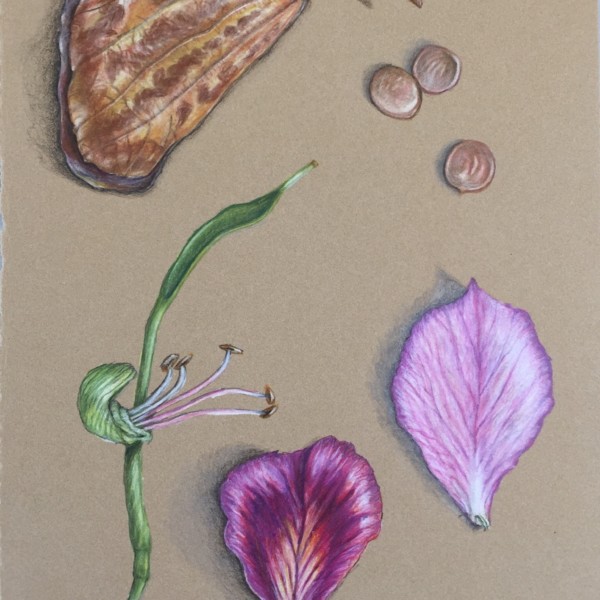 Bauhinia with dried leaf and seeds 
