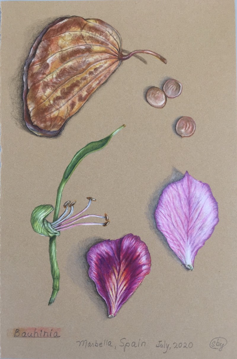 bauhinia-with-dried-leaf-and-seeds