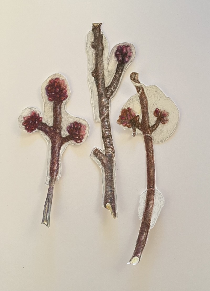 ice-storm-branch-study