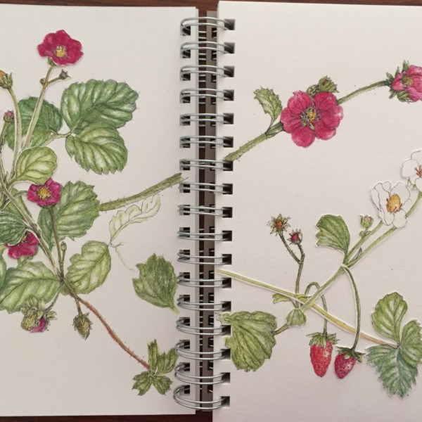 Red strawberry plant 