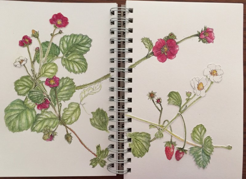 red-strawberry-plant