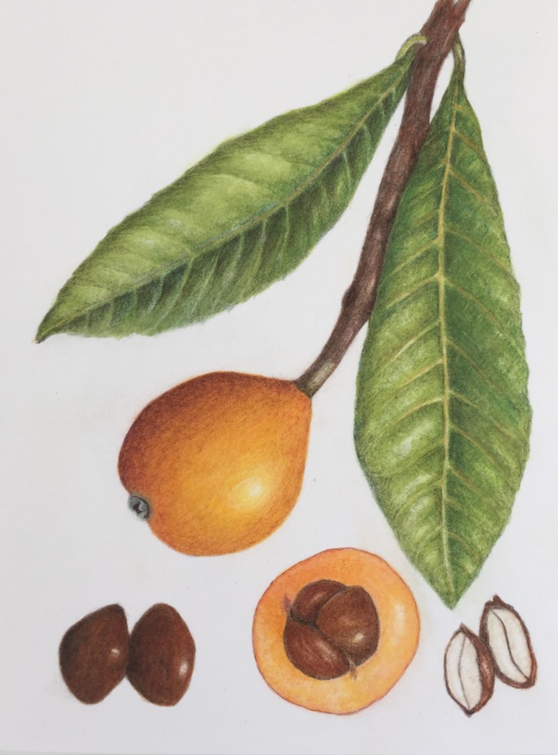 medlar-nispero-with-leaf-moved-on-top-of-branch