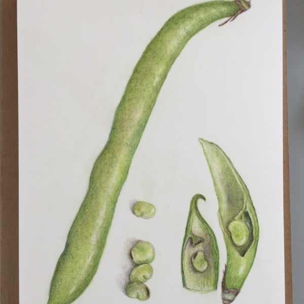 Fava bean study 