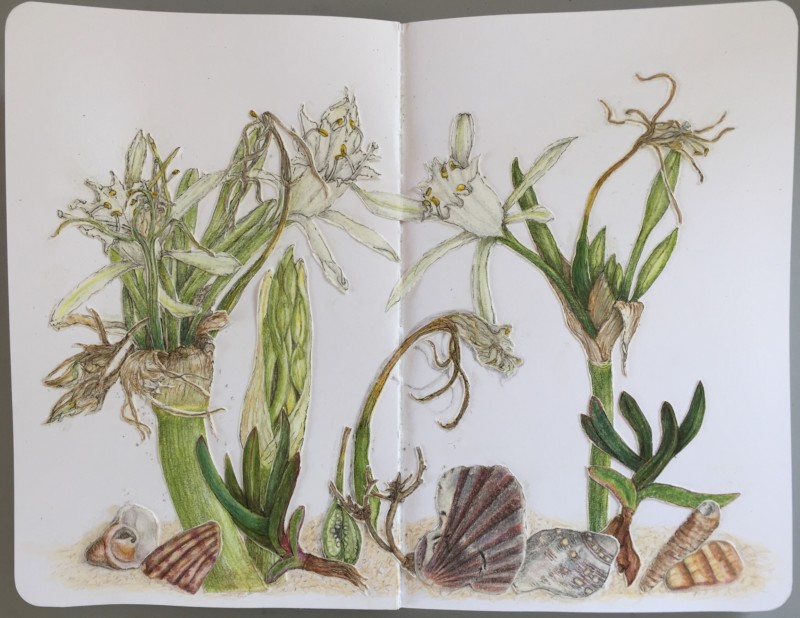 sea-lilies-and-dune-friends