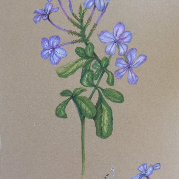 Blue Plumbago 