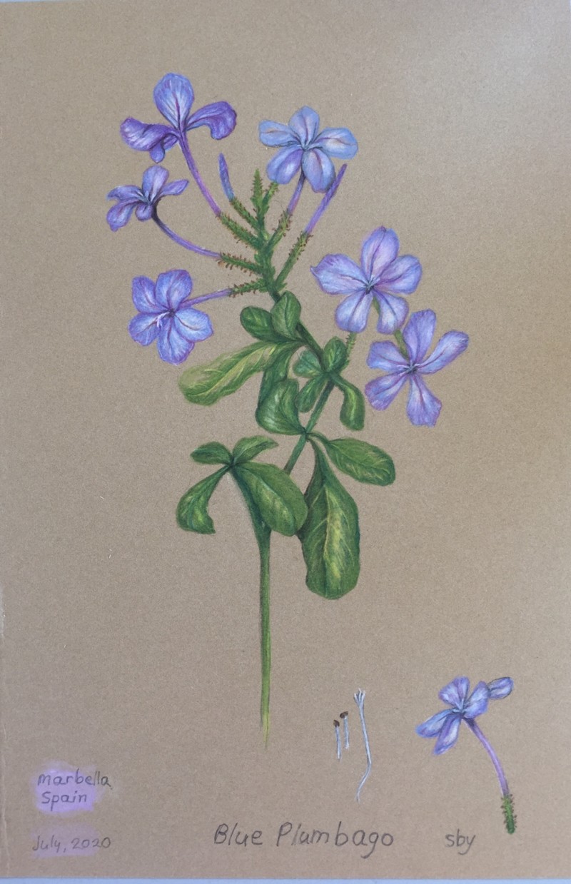 blue-plumbago
