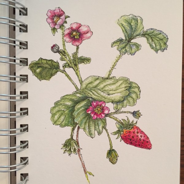 Toscana strawberry 