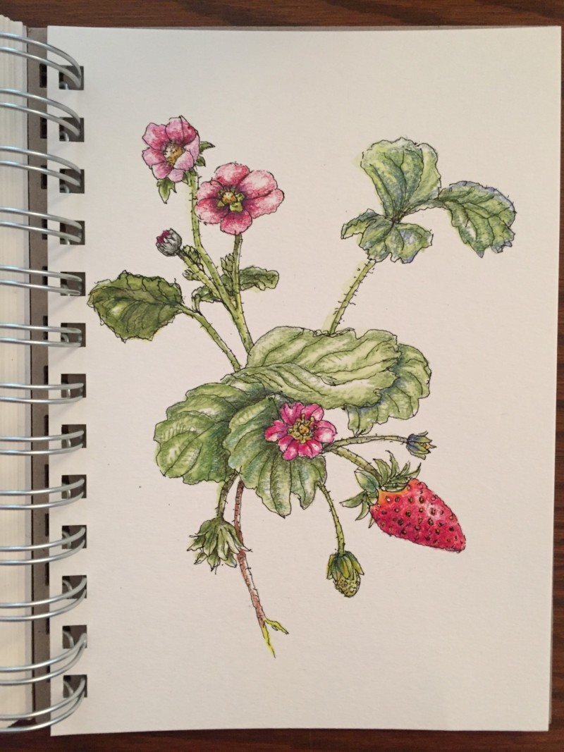toscana-strawberry