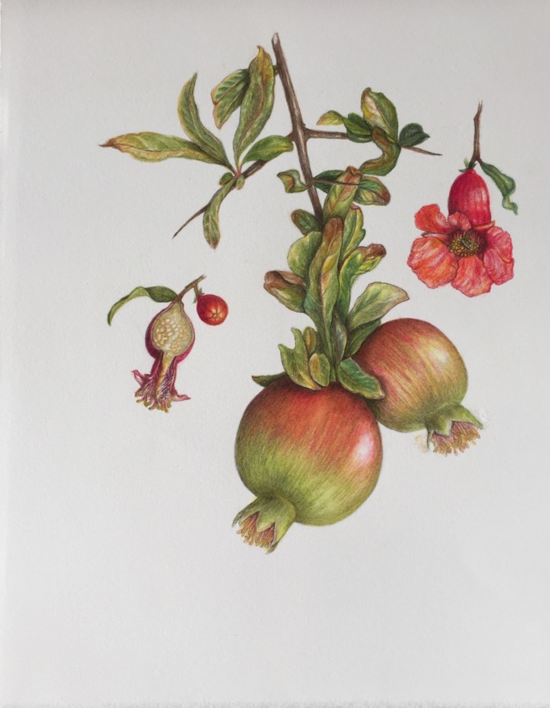 pomegranate-more-additions-and-some-changes