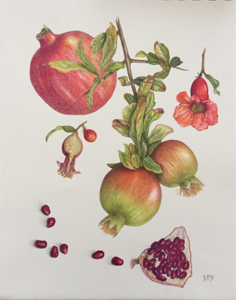 pomegranate-take-4