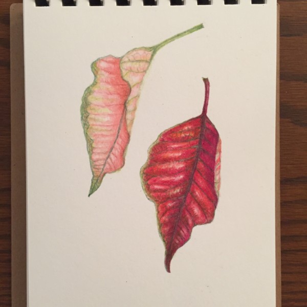 poinsettia leaves
