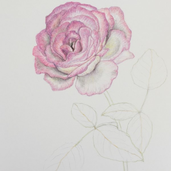 Rose study, 2