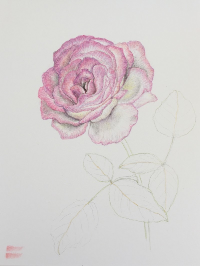 rose-study-2-2