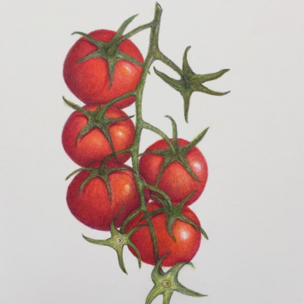 Cherry tomato branch, with more toning