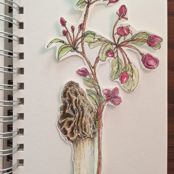 Crabapple and morel, collage idea