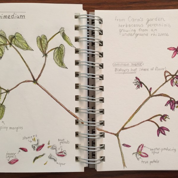 Epimedium, bishop’s hat